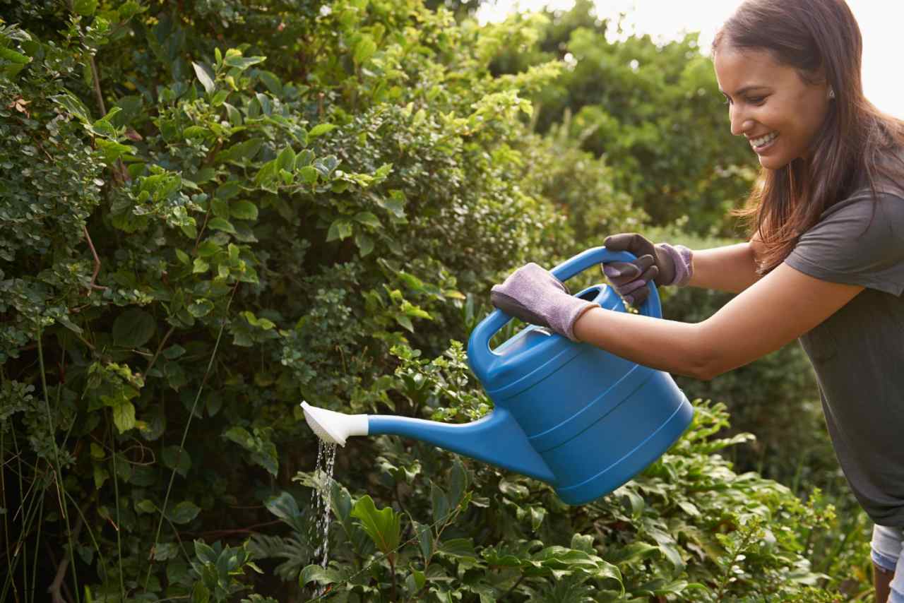 Annaffi ogni giorno ma le piante soffrono? Il gesto sbagliato che le sta rovinando