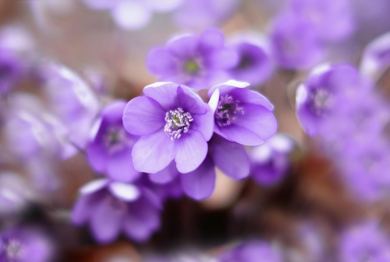 Fiori di primavera: messaggi d'amore dal cuore della natura