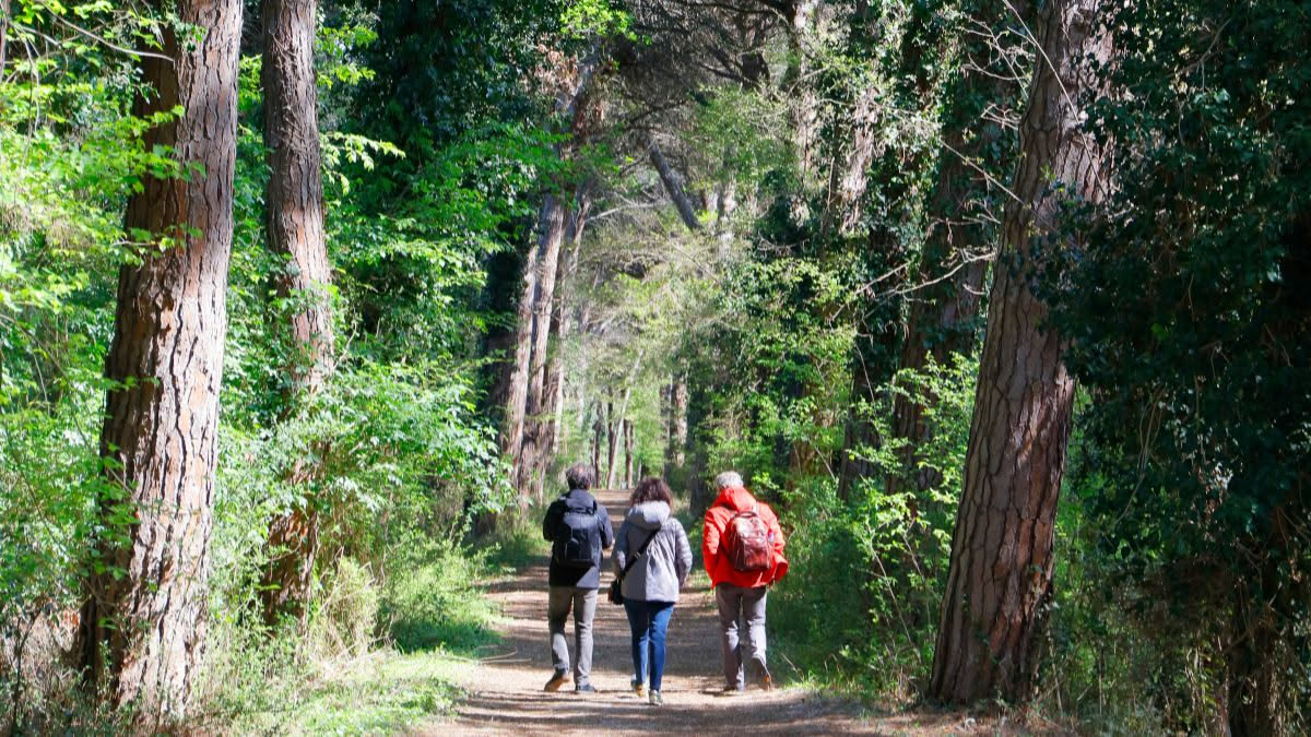 Perché camminare nei boschi batte qualsiasi palestra