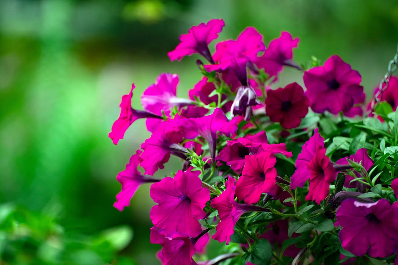 Surfinie: il segreto per un balcone da copertina