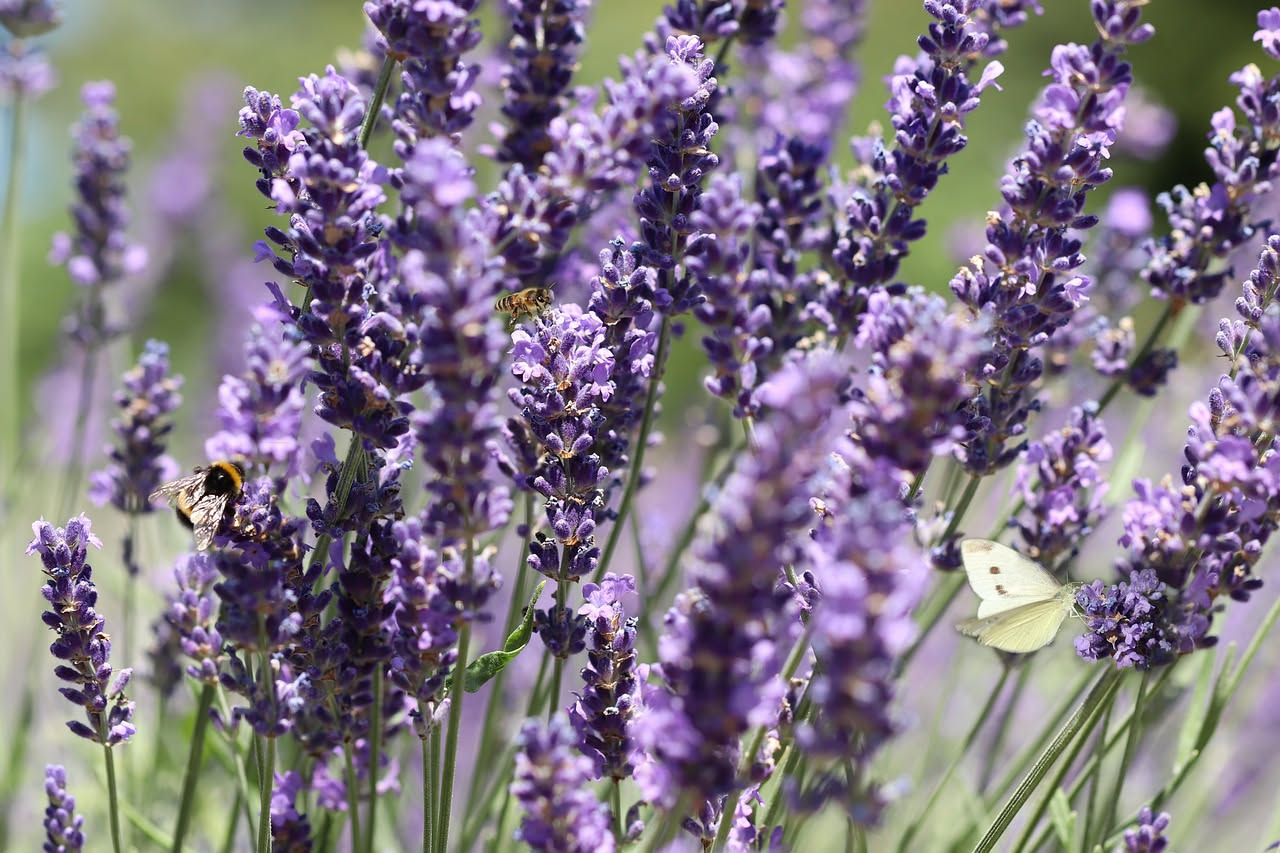 La Lavanda: La Pianta che Elimina gli Insetti