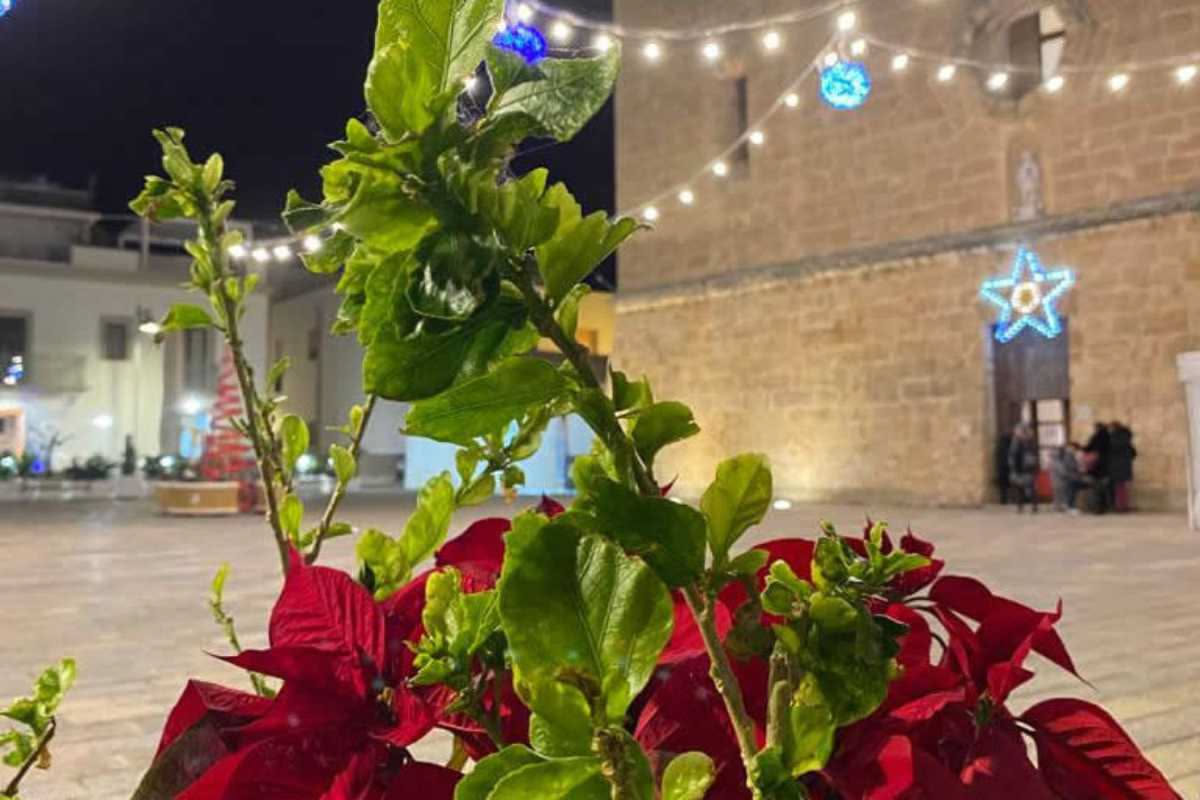 Giardino da 20€ in un'ora: la guida economica