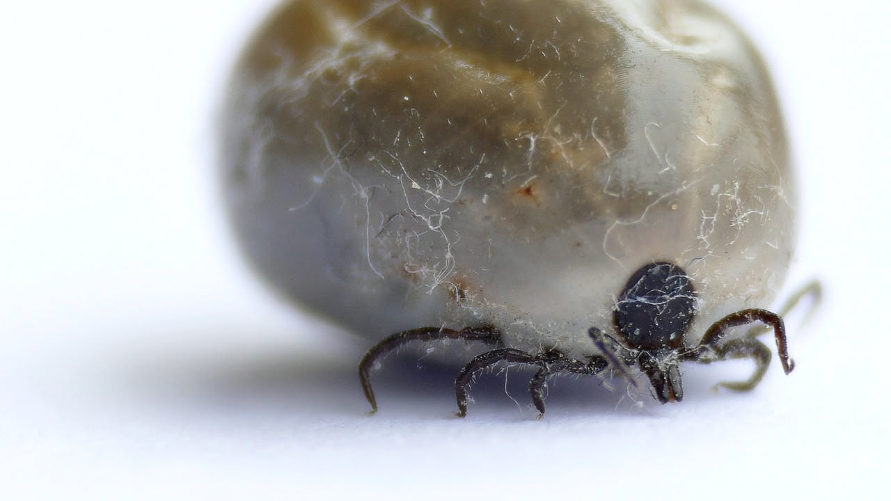 Zecche in Italia 2026: 5 mosse per proteggersi in montagna e risparmiare