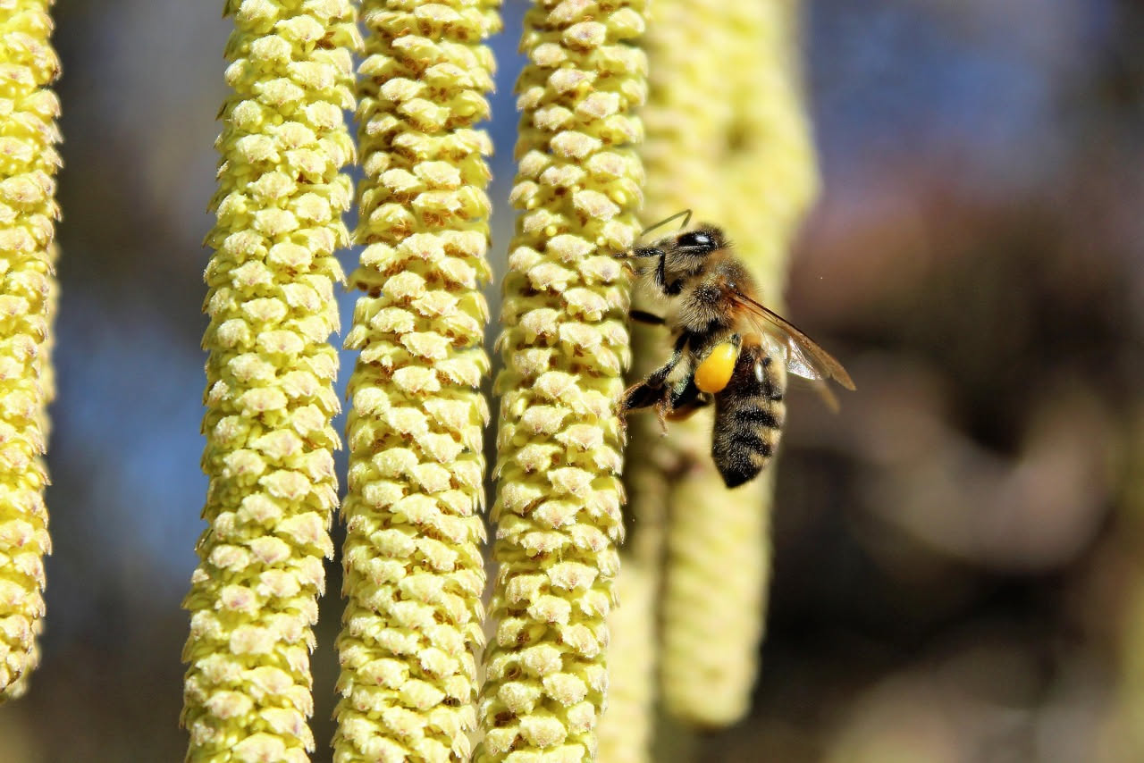 Allergie ai pollini di maggio: risparmiare sulla farmacia è possibile