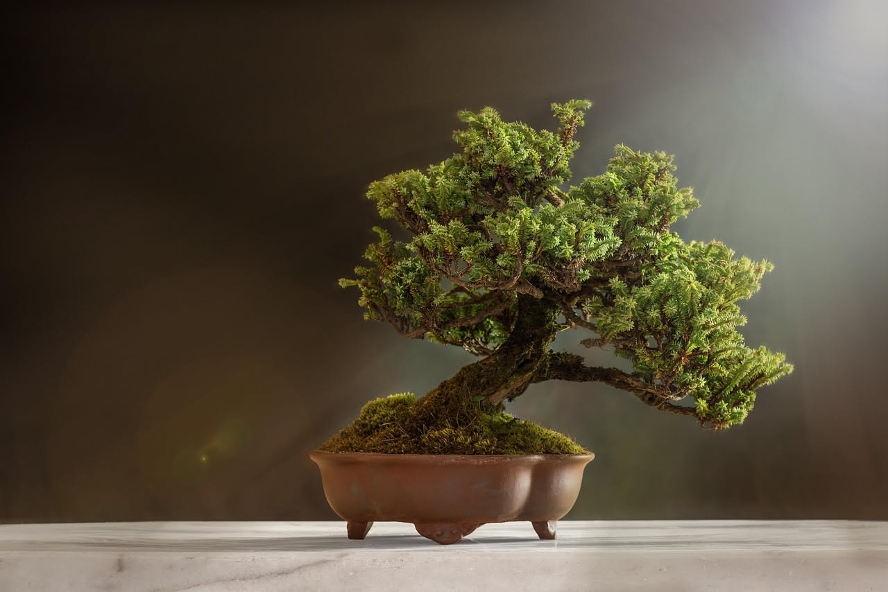 Bonsai e attenzione: come la cura quotidiana calma la mente