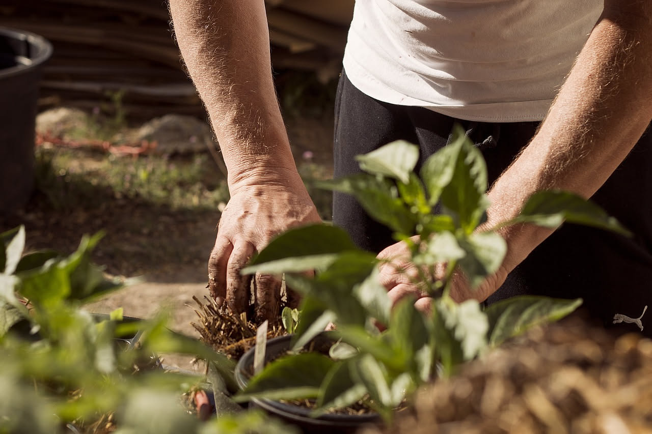 Giardinaggio terapeutico per anziani: come riduce la depressione