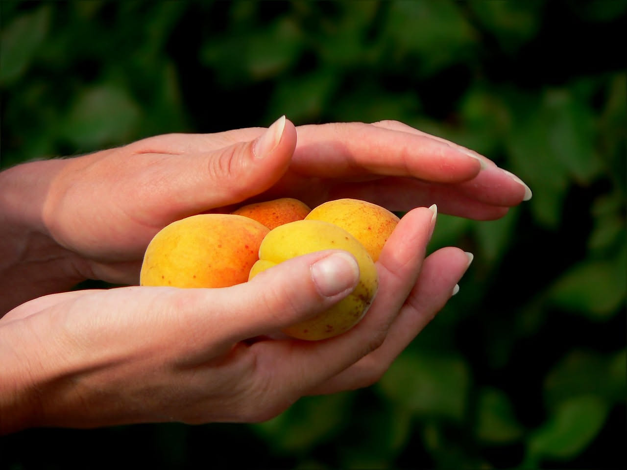 Una comunita che sostiene un frutto