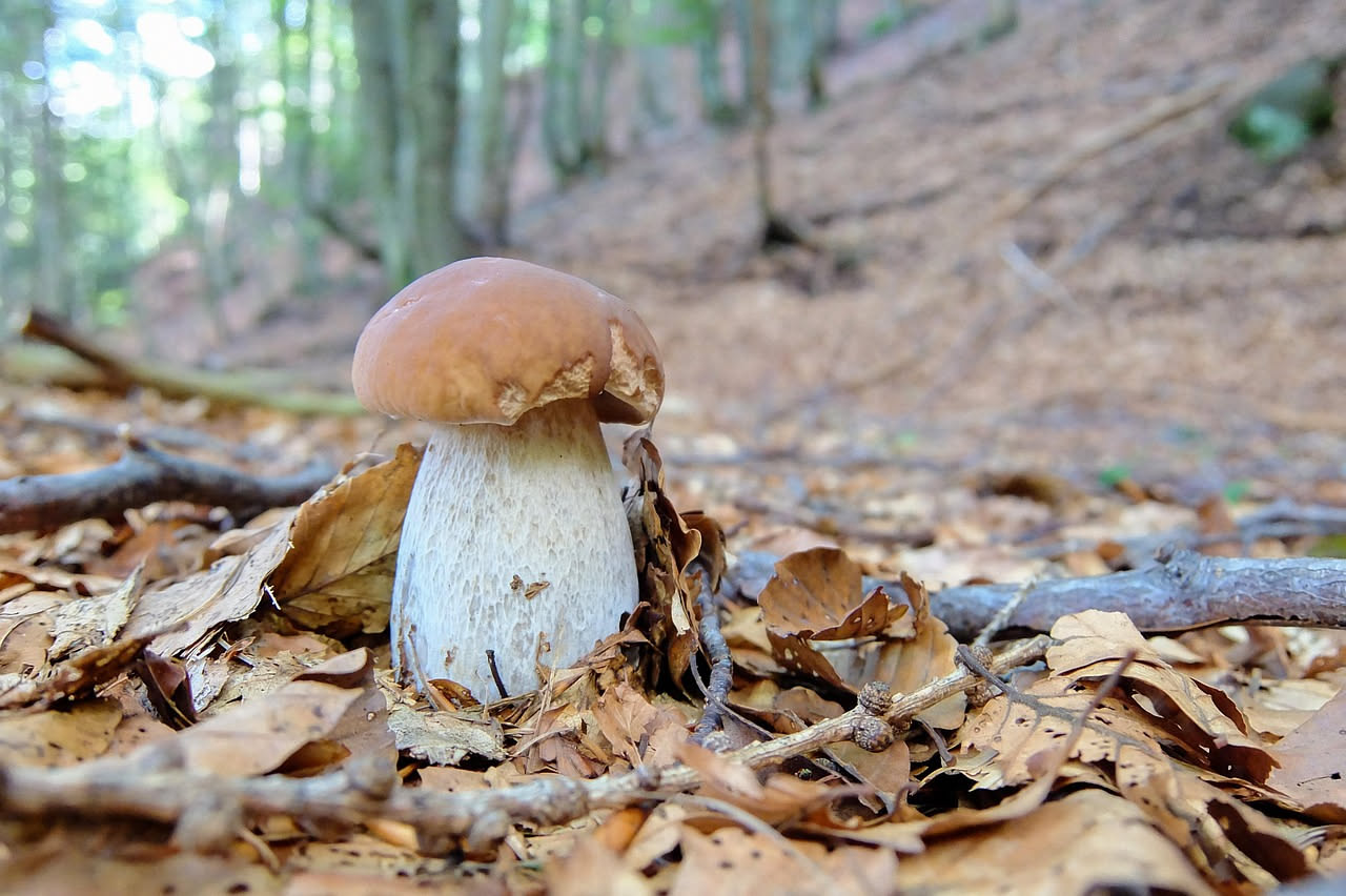 Funghi porcini delle Alpi piemontesi: quando raccoglierli e quali trovare