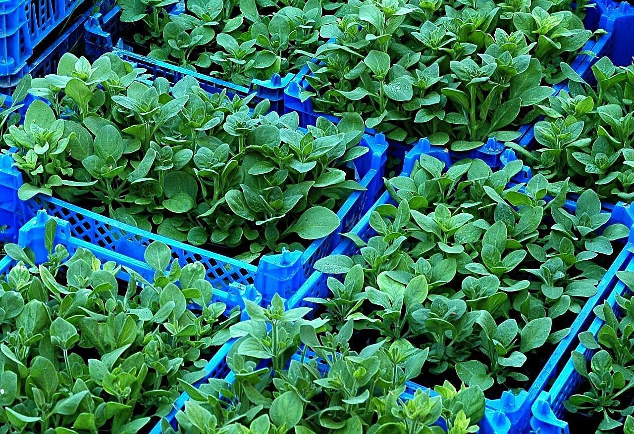Orti del Mondo nelle scuole: coltivare piante per ritrovare se stessi