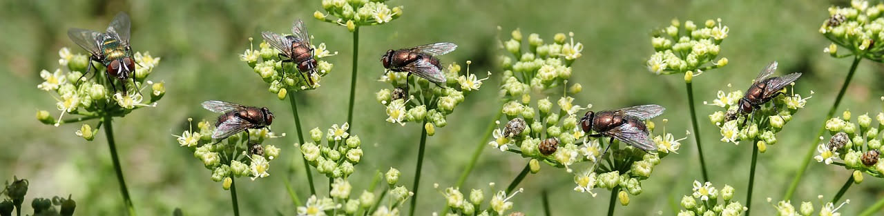 Mosca bianca sul balcone: i rimedi naturali che funzionano
