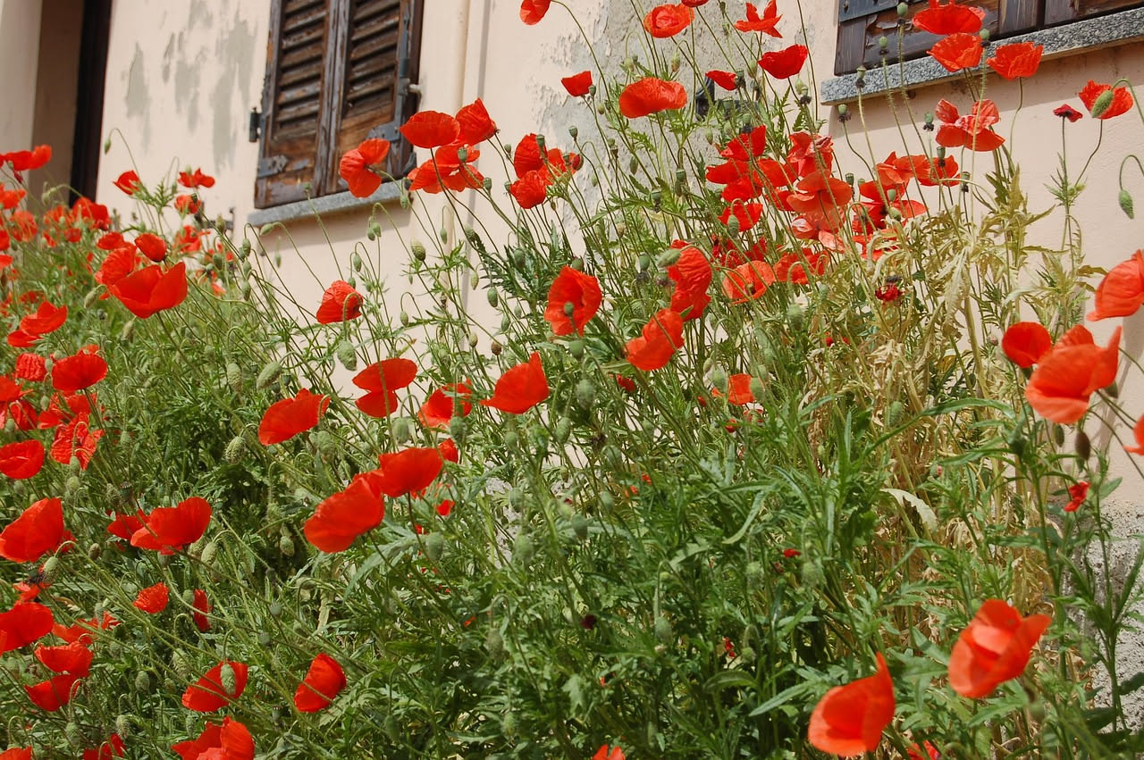 Sementi storiche italiane per l'orto urbano: dove trovarle oggi