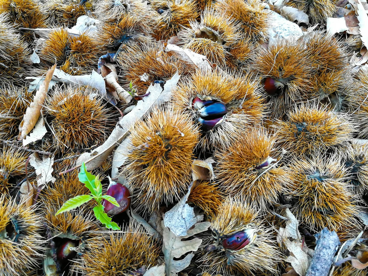 Alberi di castagno con chioma densa e verde scuro sui pendii dell'Appennino toscano, con ricci marroni di castagne appena caduti a terra tra foglie autunnali