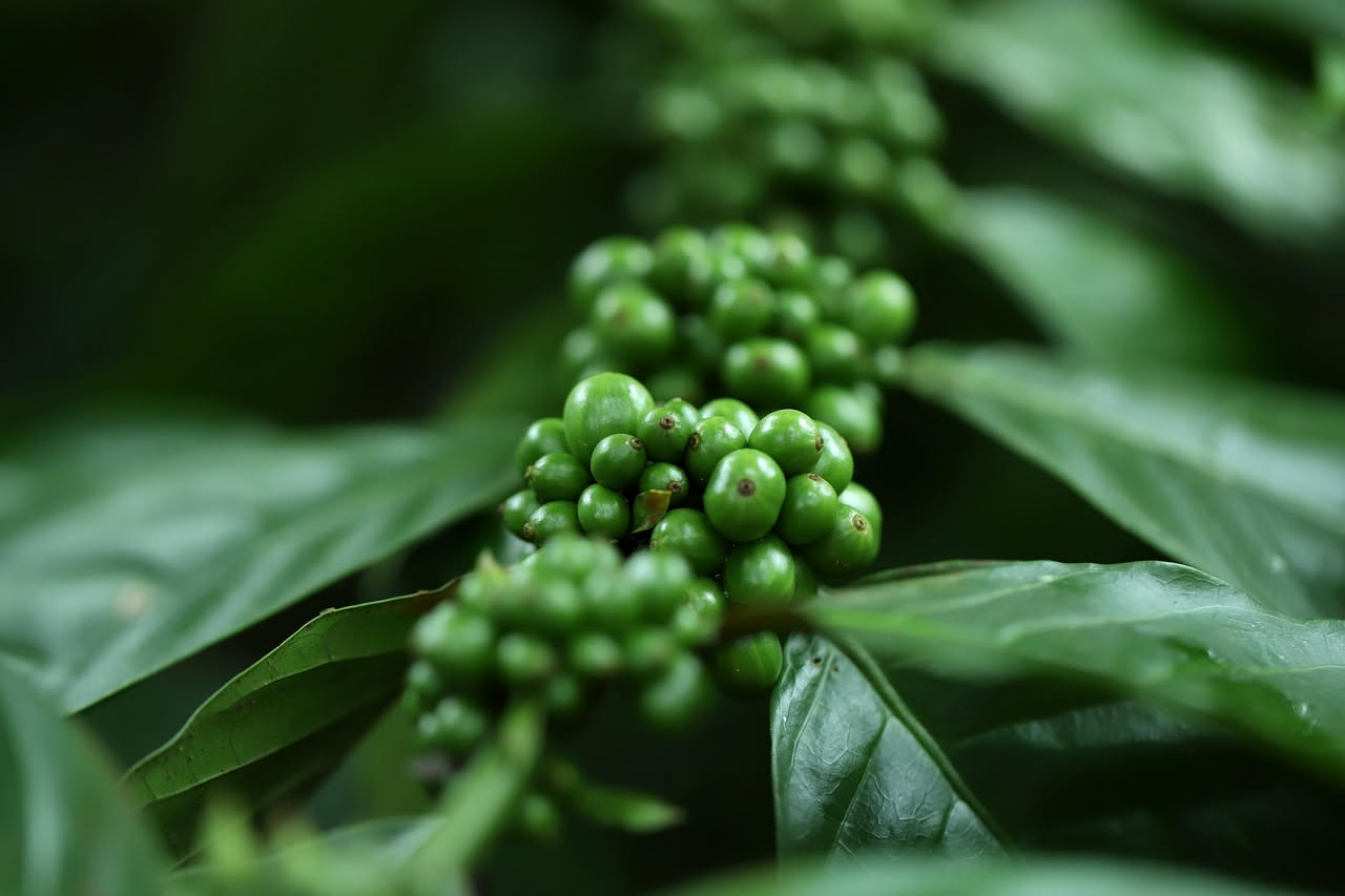 Semi di caffè verde non tostati in una ciotola bianca, accanto a una tazza con caffè verde preparato, su uno sfondo neutro di legno chiaro