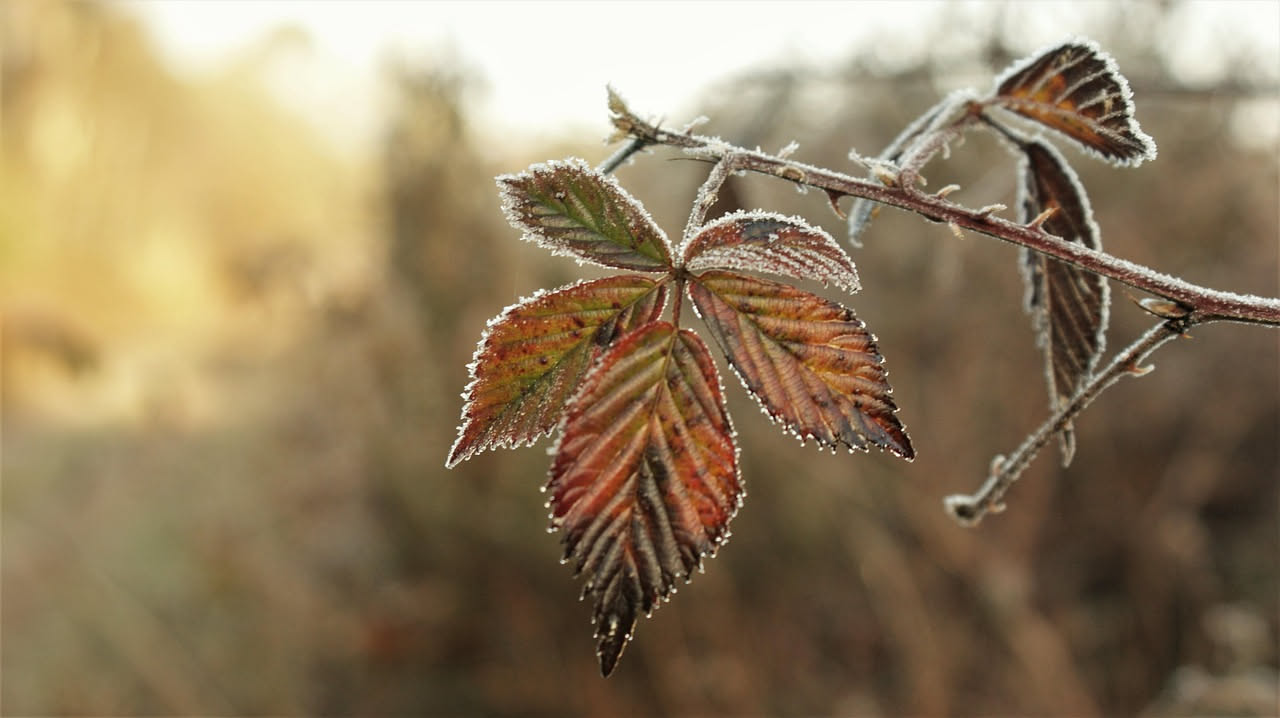Perché le piante perdono le foglie in inverno: la strategia di sopravvivenza