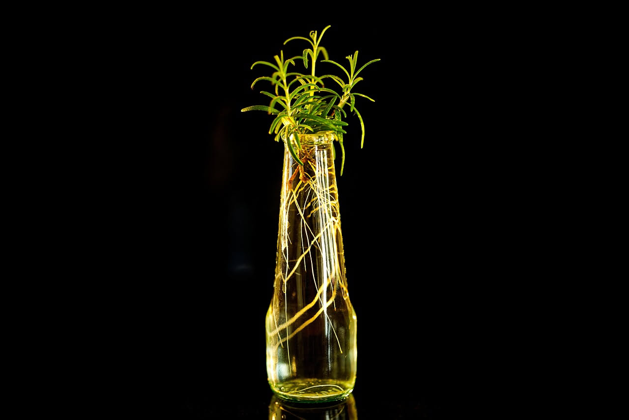 Piante che crescono in acqua: guida alla coltivazione idroponica in casa