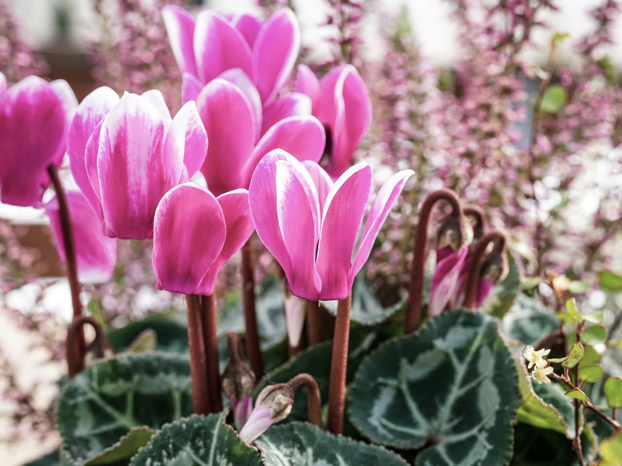 Piante che fioriscono in inverno: quali coltivare in casa e in giardino