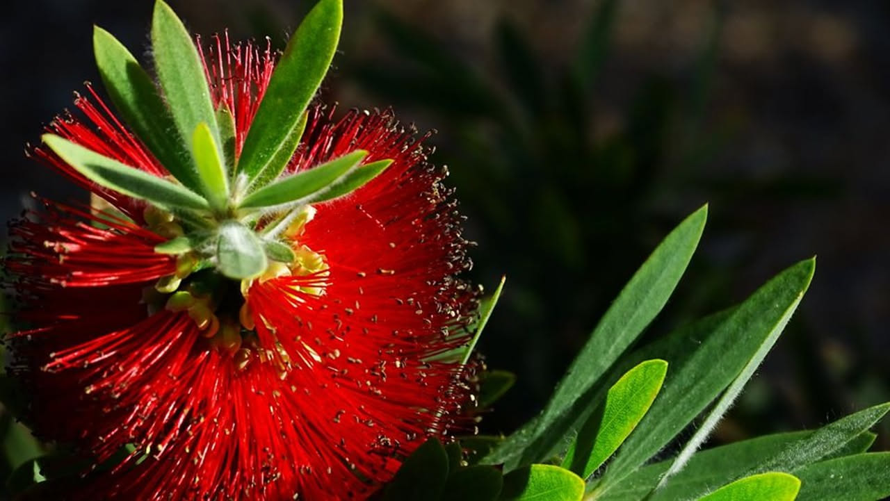 Piante che non fioriscono: le cause e come farle rifiorire
