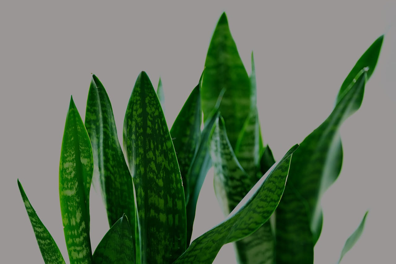 Una pianta di pothos con foglie verdi cuoriformi arrampicata su un tutore all'interno di una stanza poco illuminata, accanto a una finestra con tende chiare