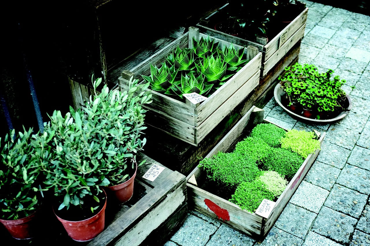 Composizione di piante basse e medie in vasi di diversi colori su un ripiano di legno: Sansevieria con foglie verdi e gialle, Pothos ricadente, Zamioculcas compatta, Edera in piccolo vaso bianco