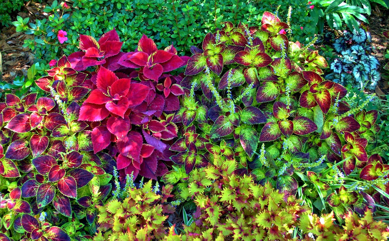 Piante che si possono dividere: moltiplicazione facile per l'orto e il giardino