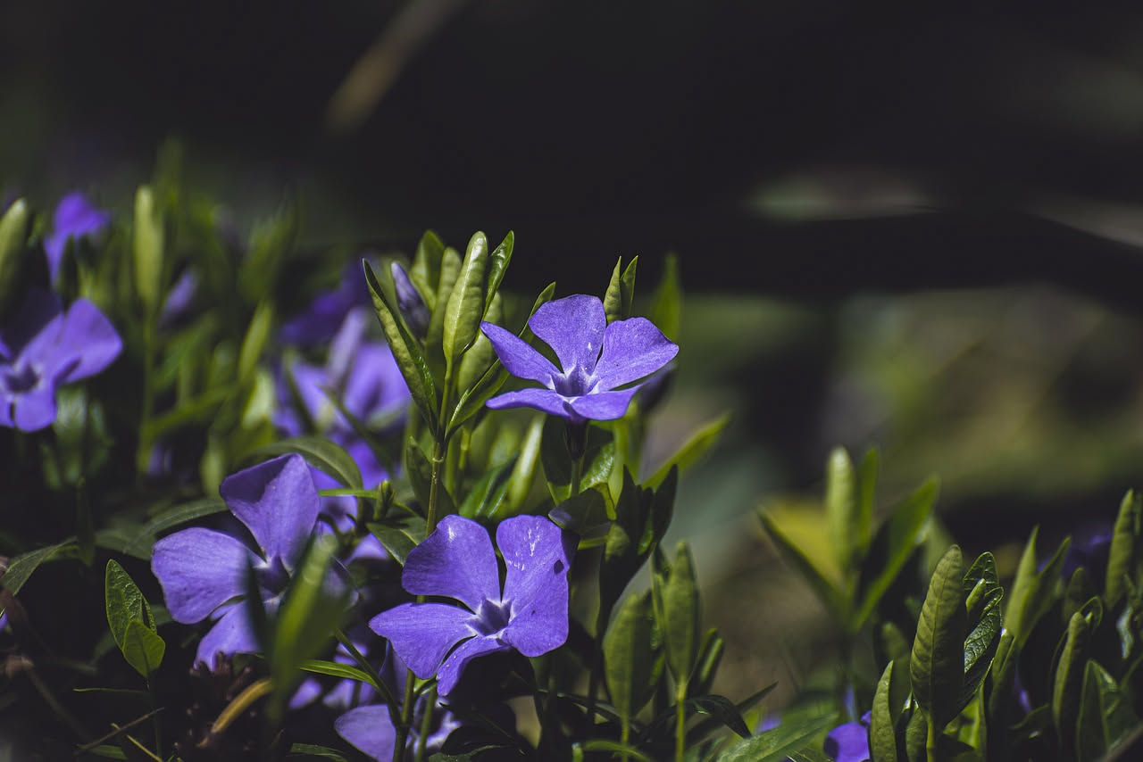 Piante da giardino in ombra: quali scegliere e come coltivarle