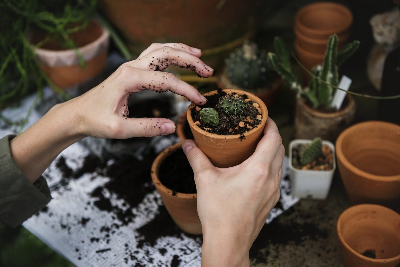 Piante facili da curare per principianti: quali scegliere e come mantenerle