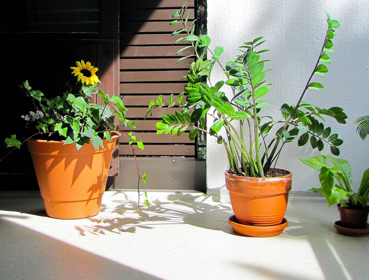 Piante in casa: come migliorano la salute e il benessere