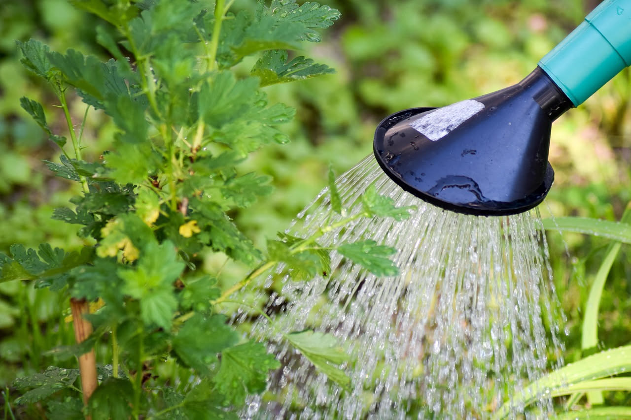 Piante in estate: annaffiatura, ombra e protezione dal caldo