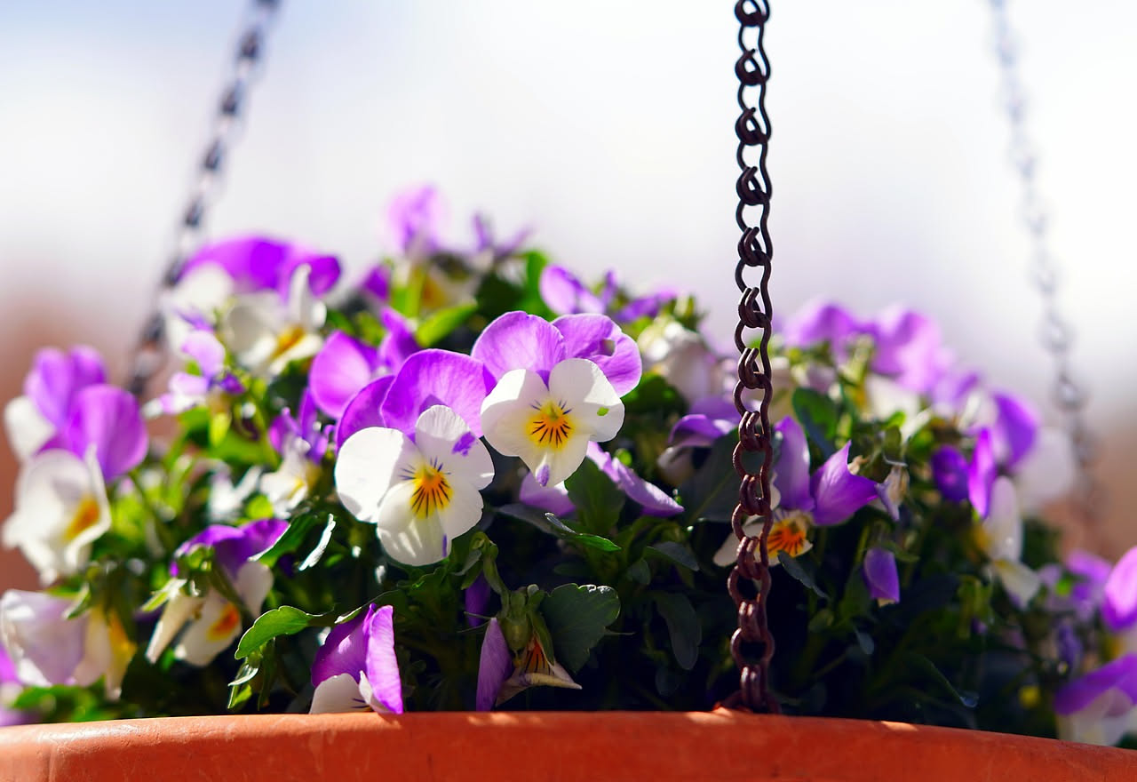 Vasi appesi pieni di piante cascanti con foglie verdi e fiori colorati sospesi da una struttura di metallo, balcone soleggiato di sfondo