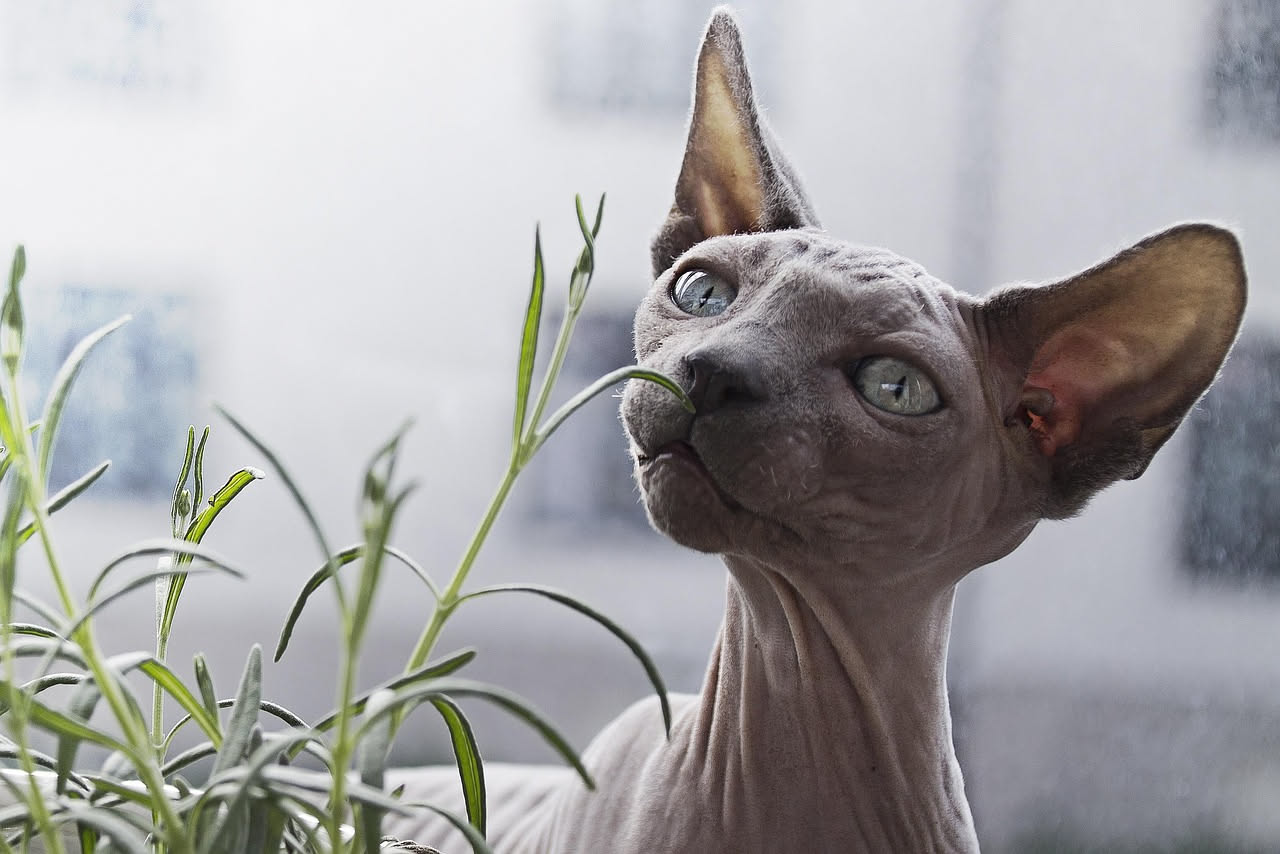 Piante sicure per i gatti: quali coltivare in casa senza rischi