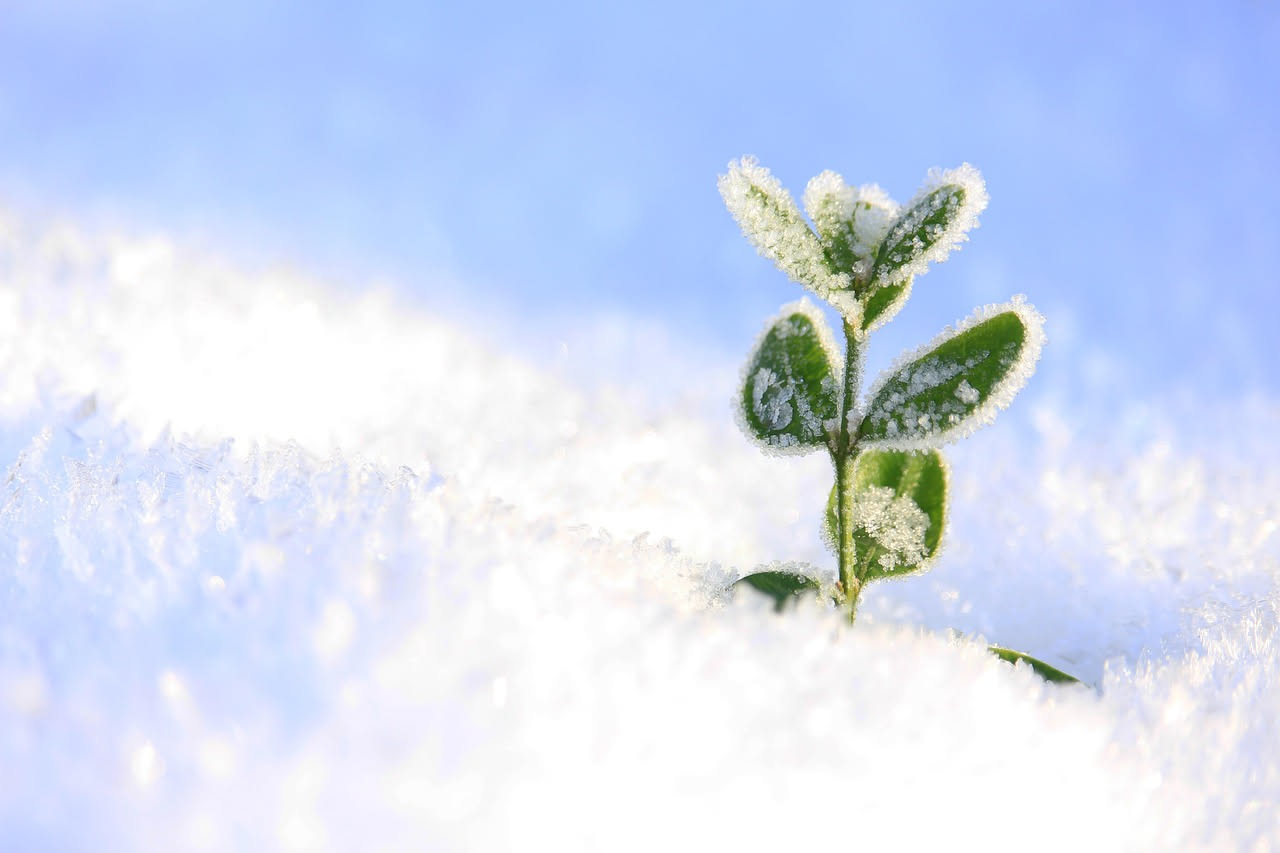 Proteggere le piante dal freddo: tecniche e materiali per l'inverno