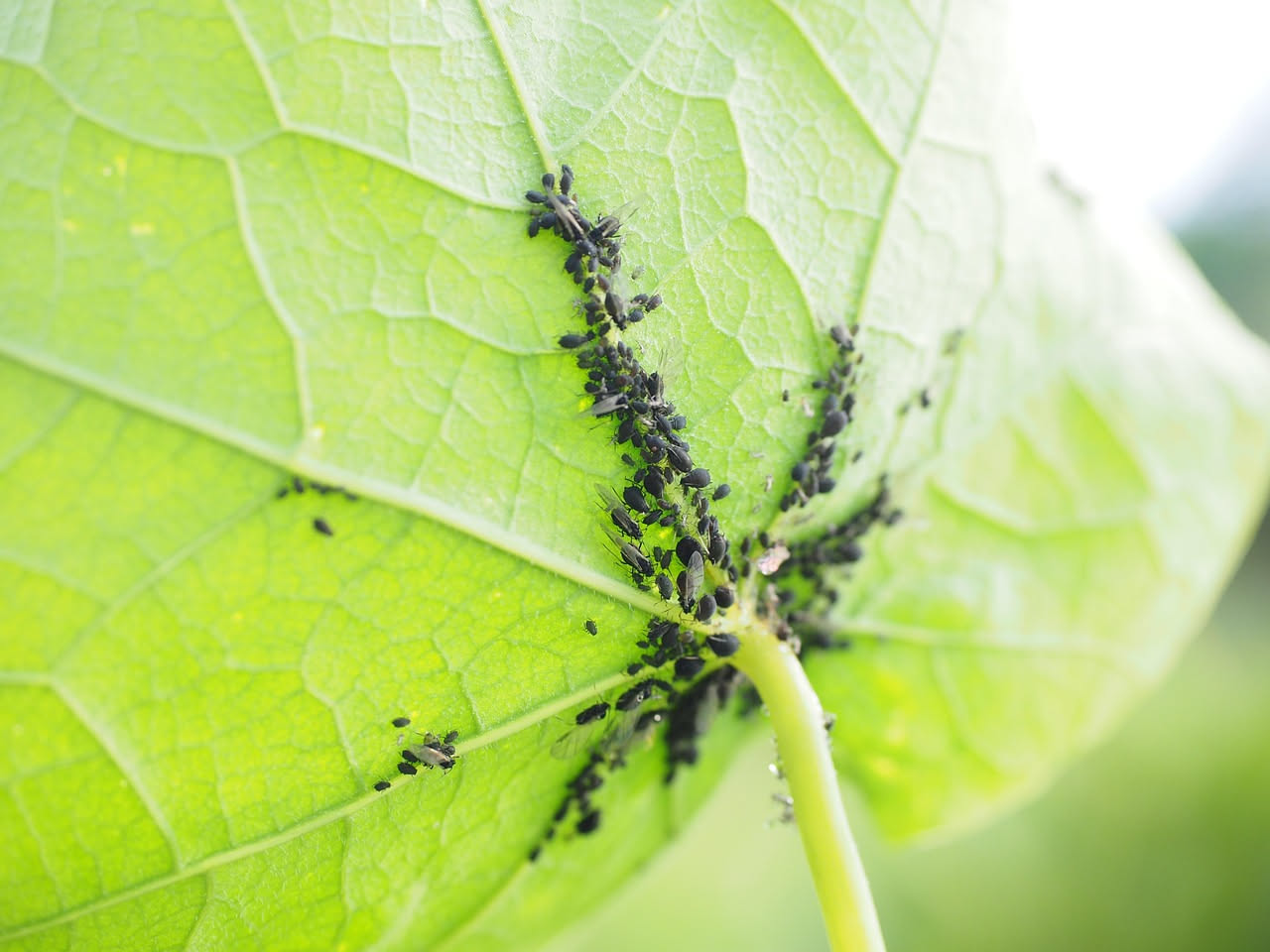 Pianta con foglie infestate da afidi verdi e piccoli insetti rossi coccinelle su stelo verde, spray con acqua e sapone accanto