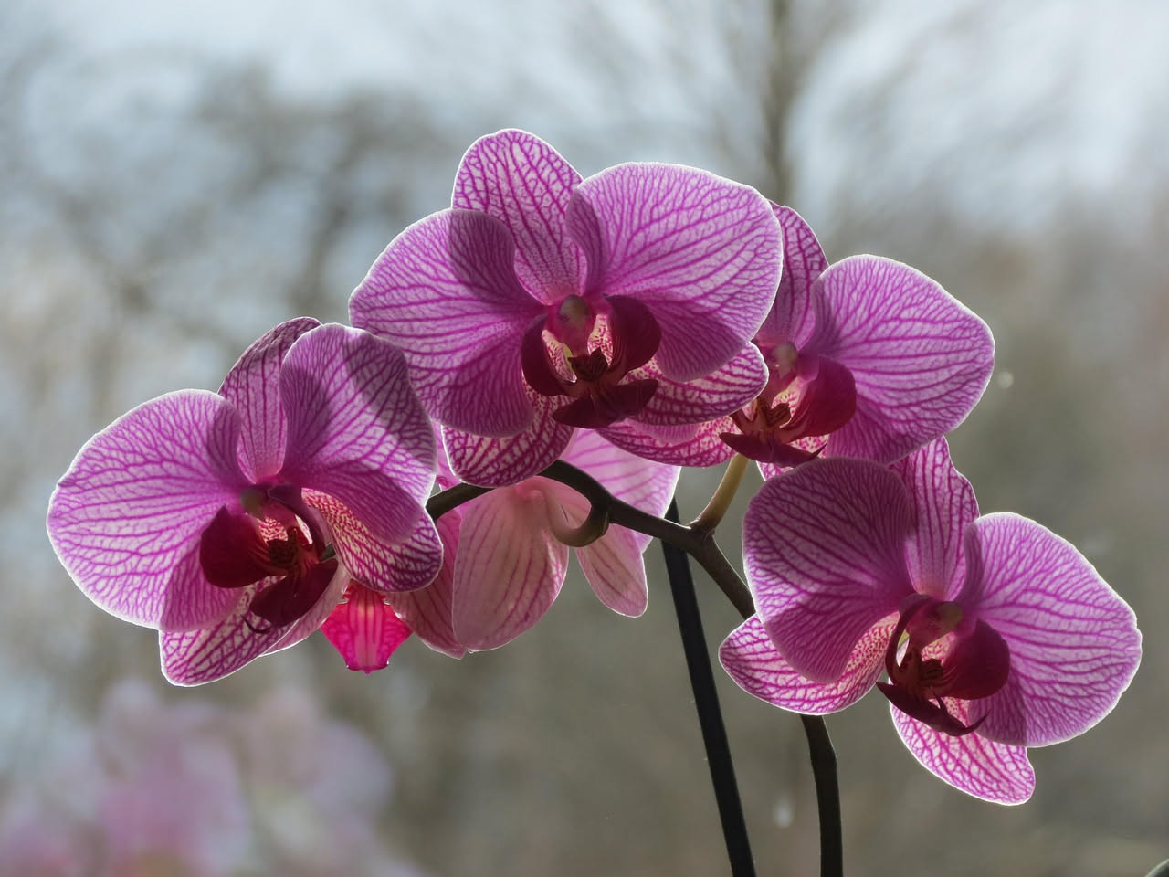 Cosa succede se rinvaso le orchidee con il caldo di giugno?