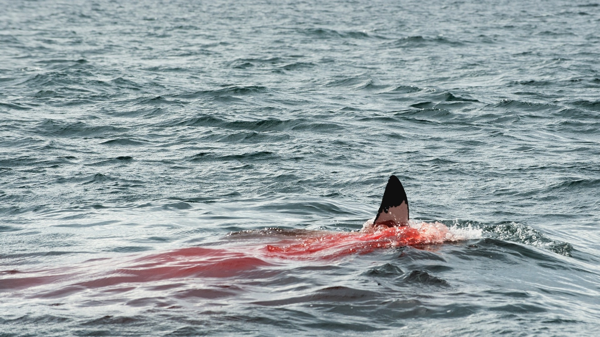 Florida, due nuovi attacchi di squali: ecco di chi è la colpa