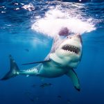 Attaccato da uno squalo, sfugge miracolosamente alla morte: ecco come è riuscito a salvarsi